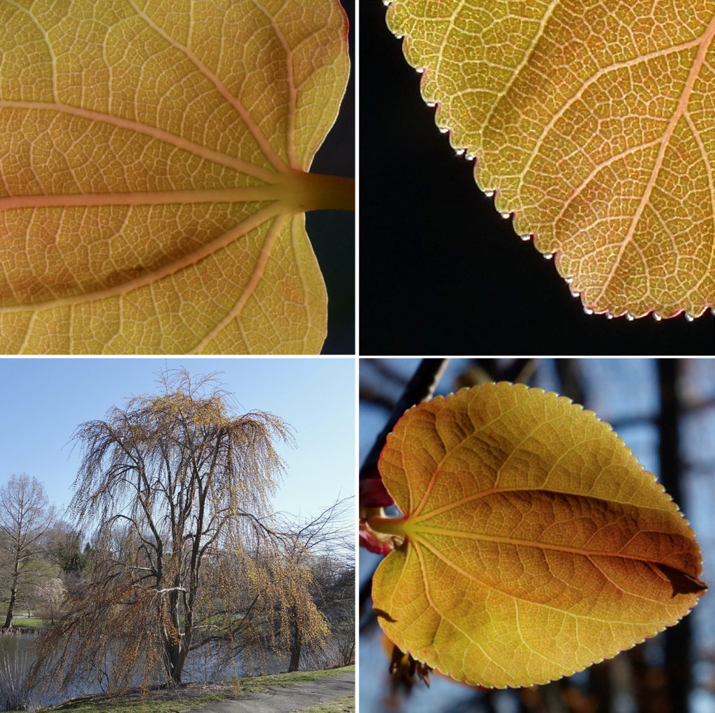 Leaves Have Teeth Too Arnold Arboretum Arnold Arboretum