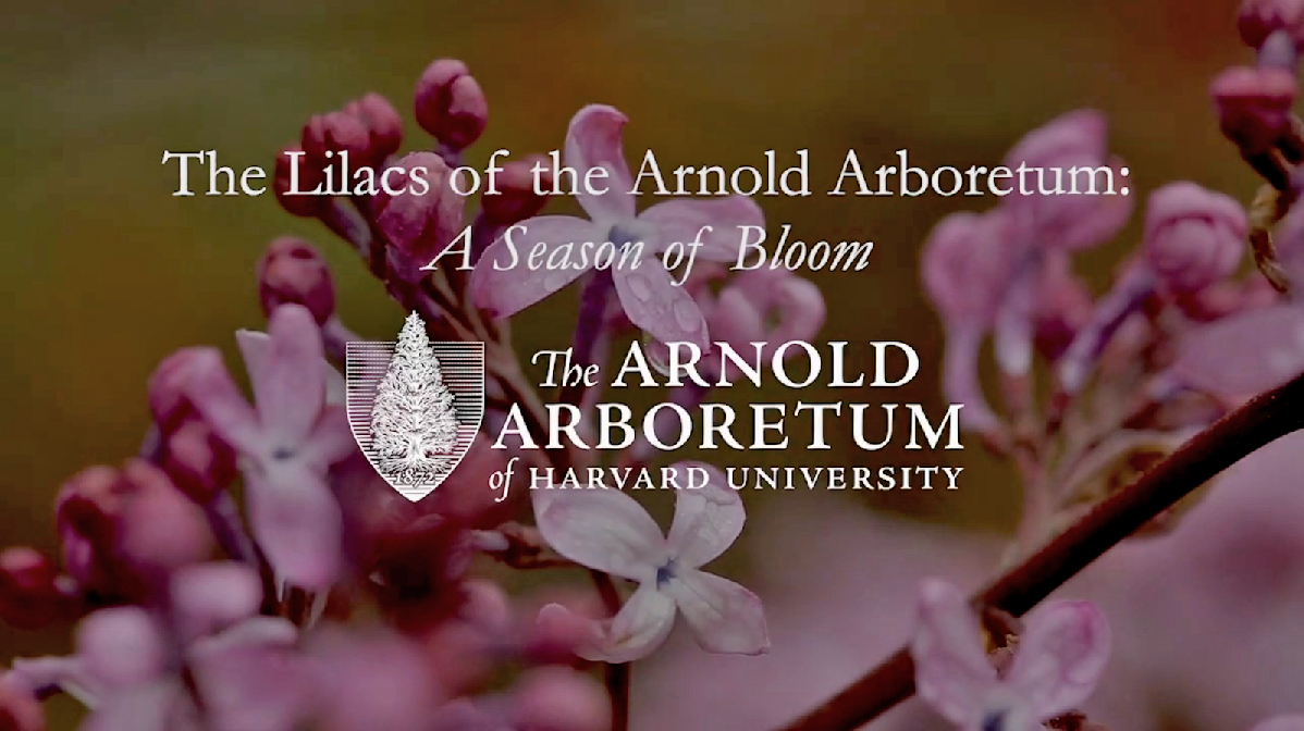 The Lilacs of the Arnold Arboretum: A Season of Bloom