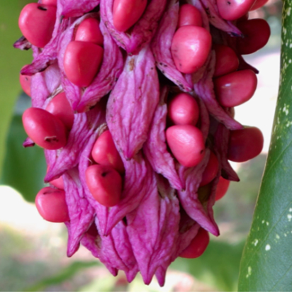 Hunting Magnolia Fruits at the Arboretum