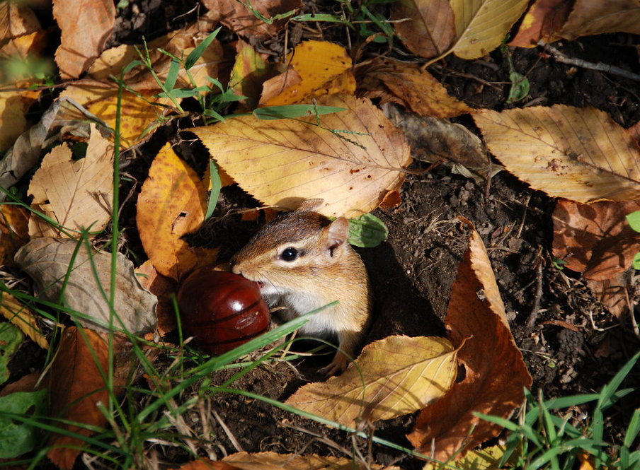 Chipmunk. Photograph by Angela Sciaraffa.