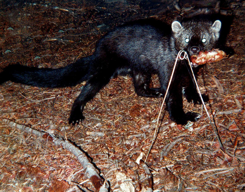 Fisher Cat. Photograph by U.S. Fish and Wildlife Service.