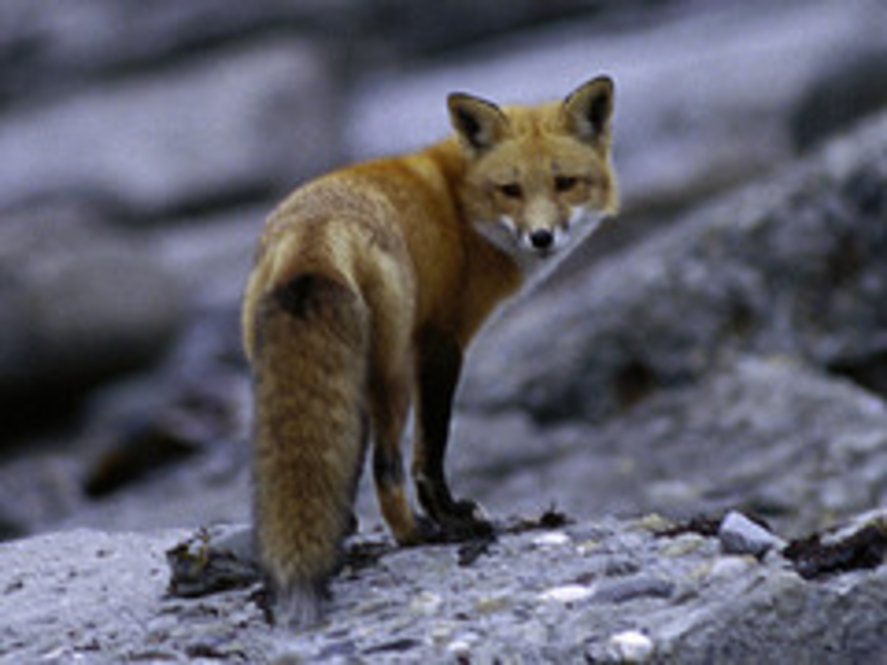 Red Fox. Photograph by U.S. Fish and Wildlife Service.