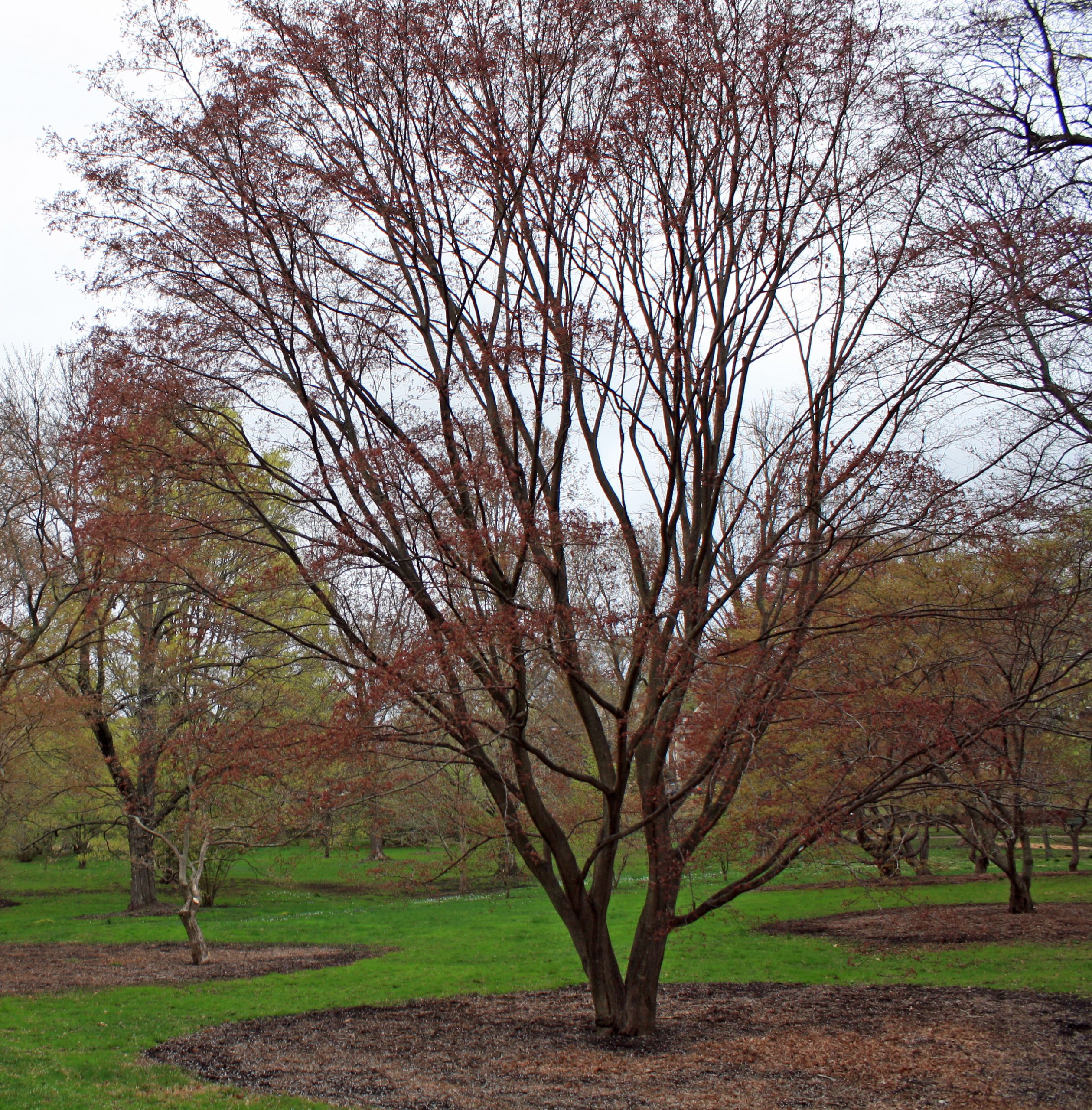 maple trees in spring