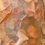 Paperbark maple (Acer griseum) close-up of the exfoliating, cinnamon-colored bark