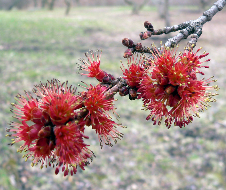 Red maple (Acer rubrum) with bright red spring flowers.