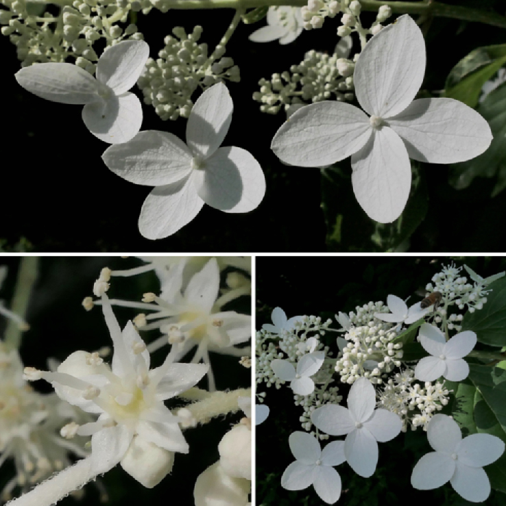 panicle hydrangea flowers