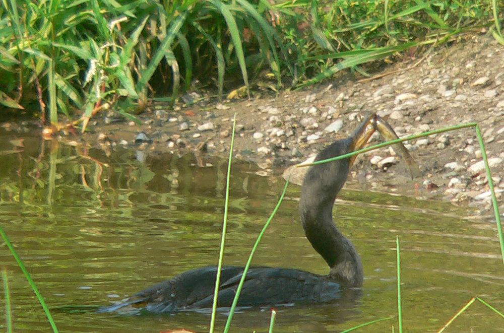 Double Crested Cormorant