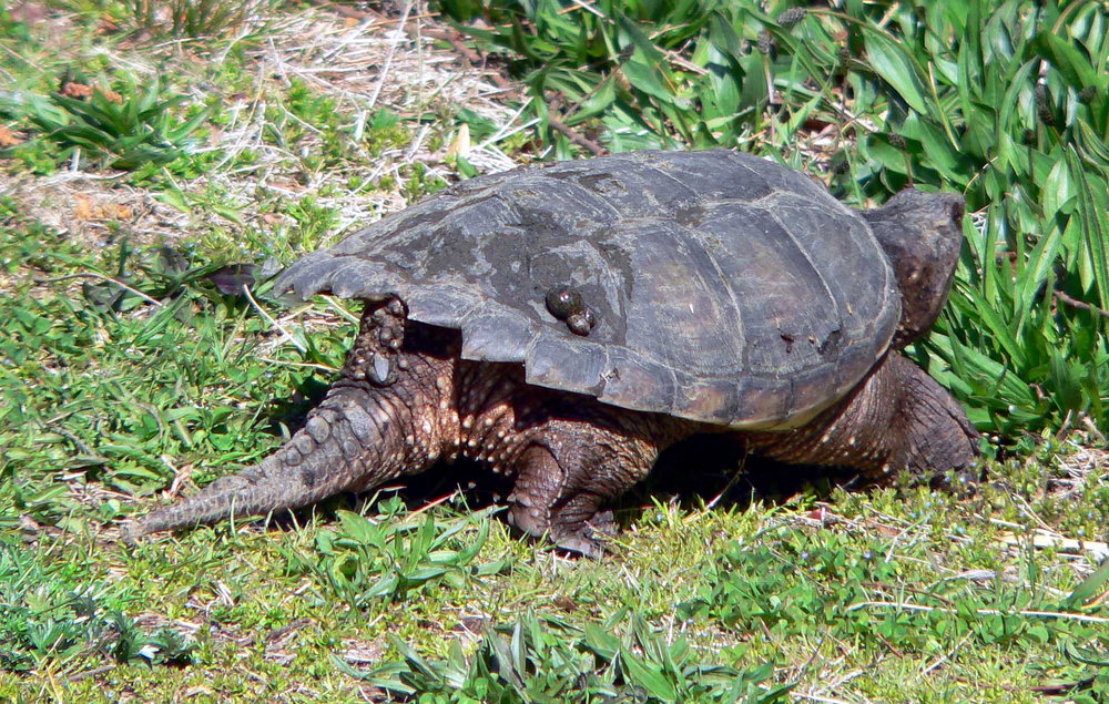 Snapping Turtle