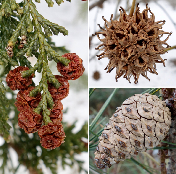 Various cones