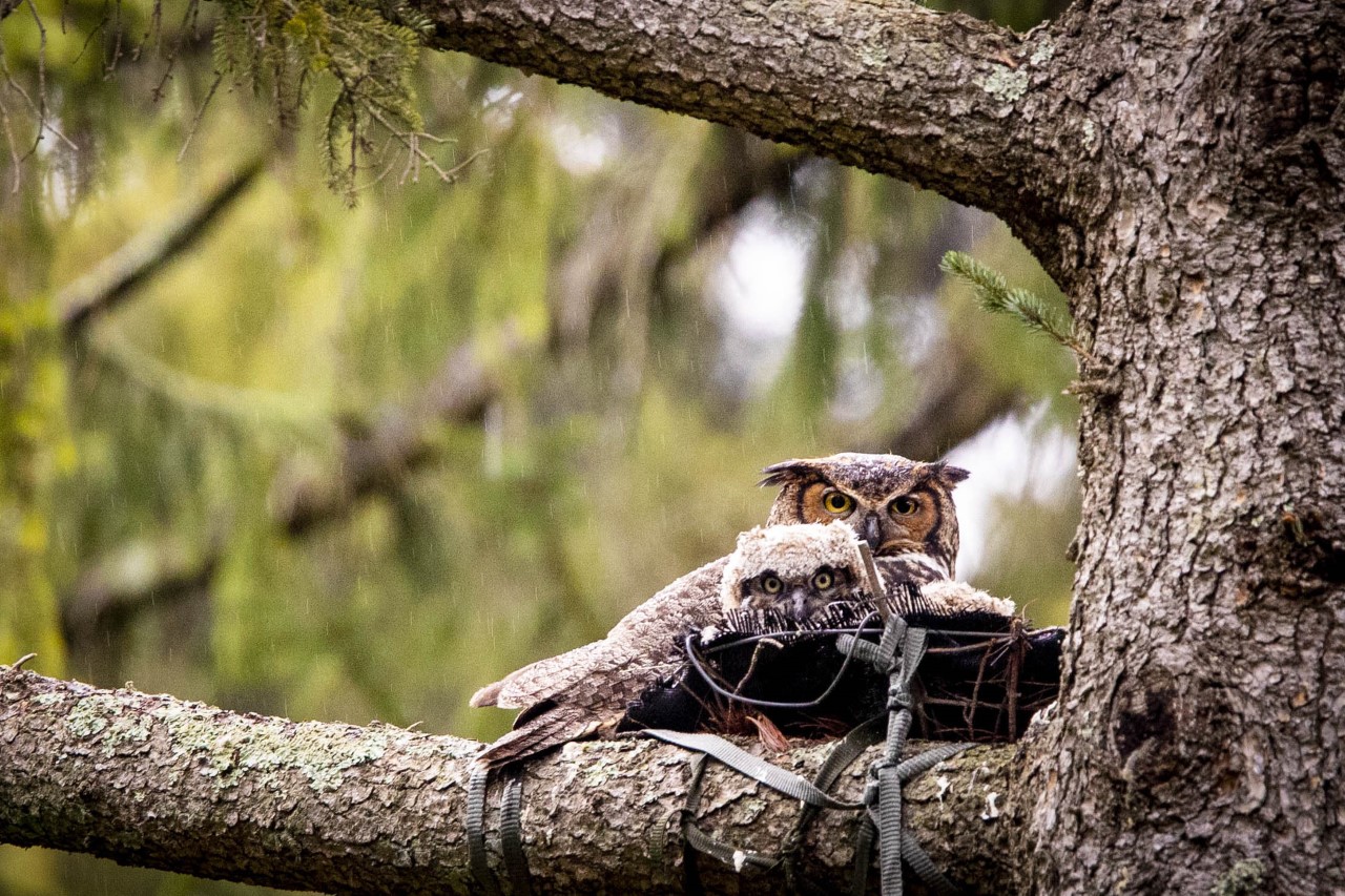 great horned owl nest