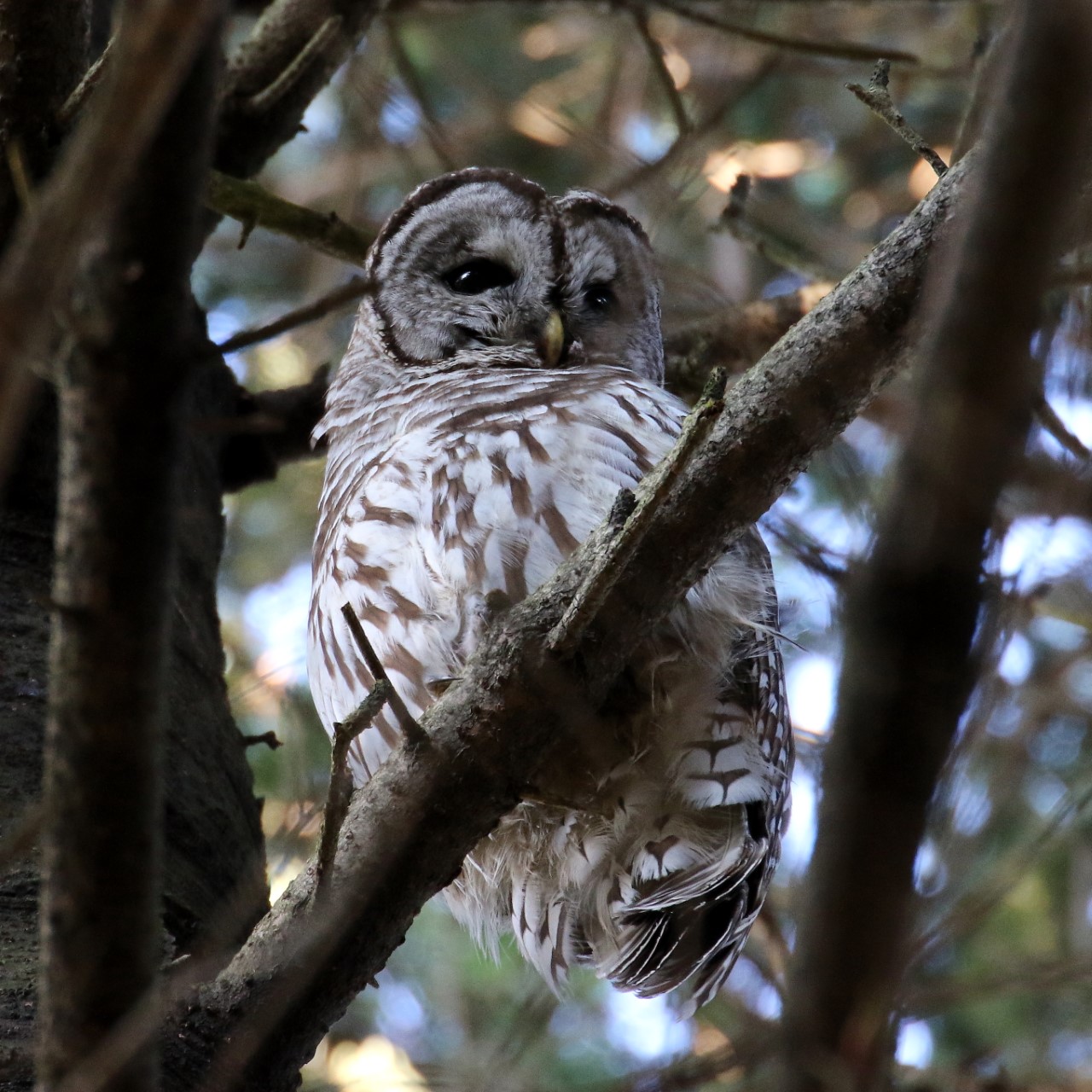 barred owl