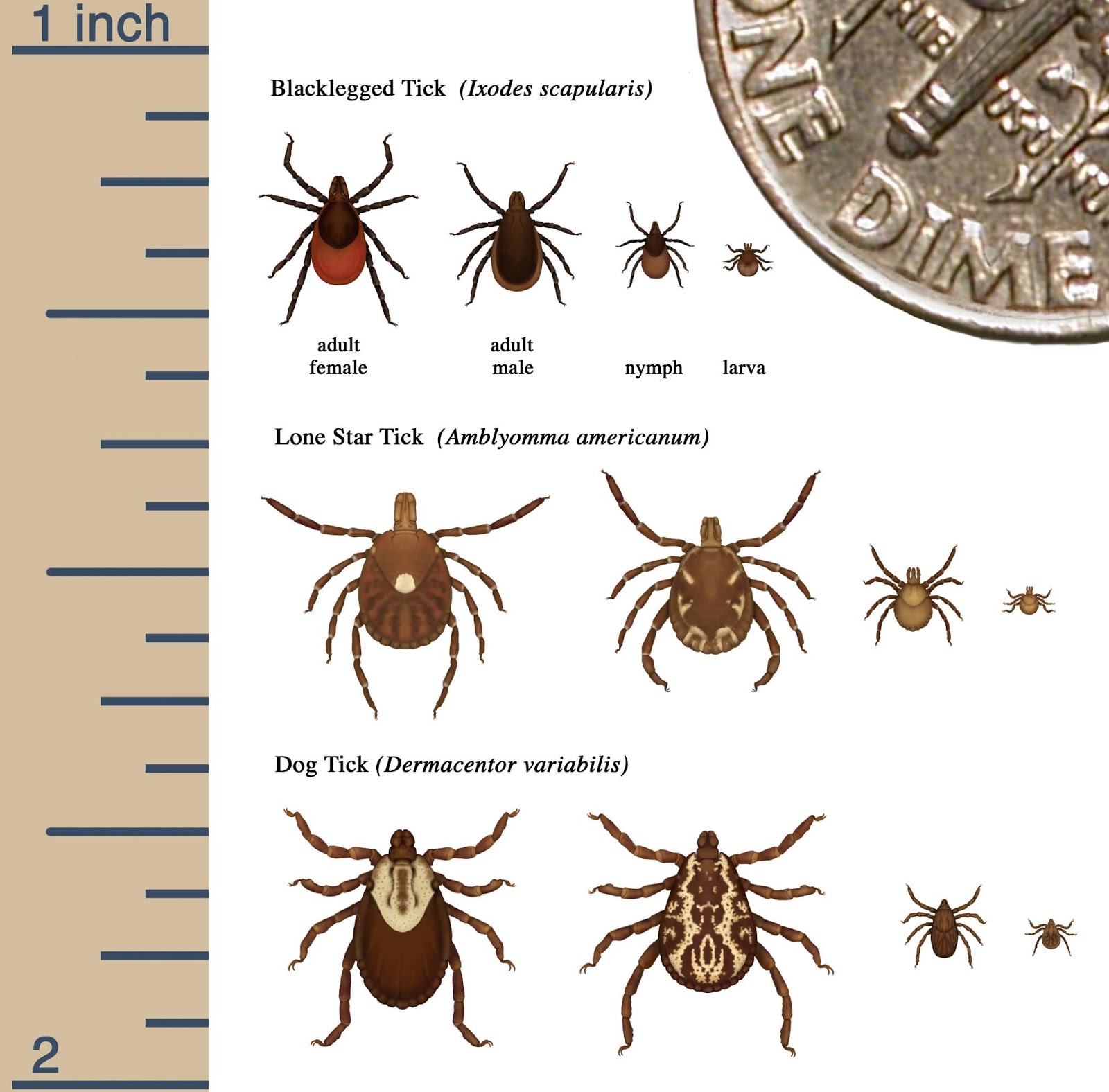 Diagram with tick species