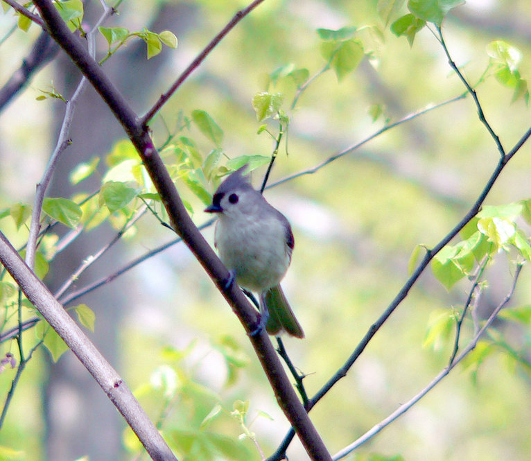 Tufted Titmouse. Photograph by Bob Mayer.