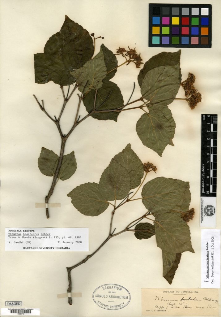 vibrunum-brachteatum-Sargent