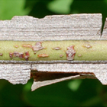 Winter Bark I: Winged