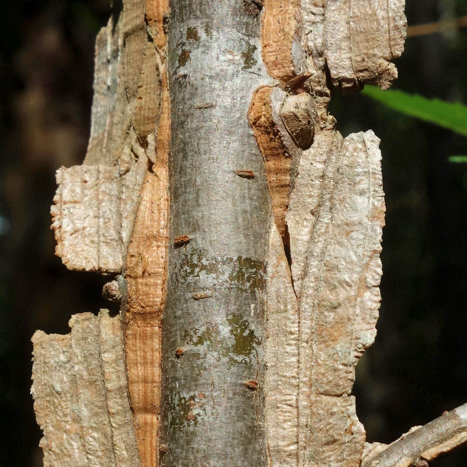 winged bark