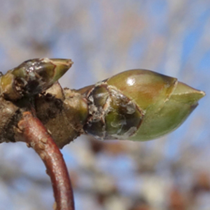 First Day of Winter—Time For a Walk in the Arboretum