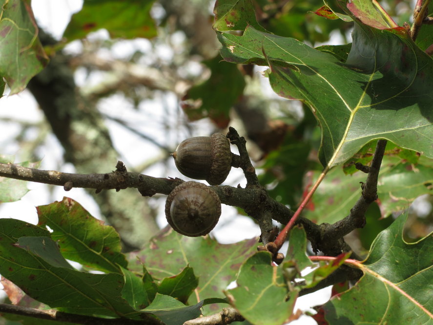 Yes, there are a lot of acorns on the ground this season. Here’s why.