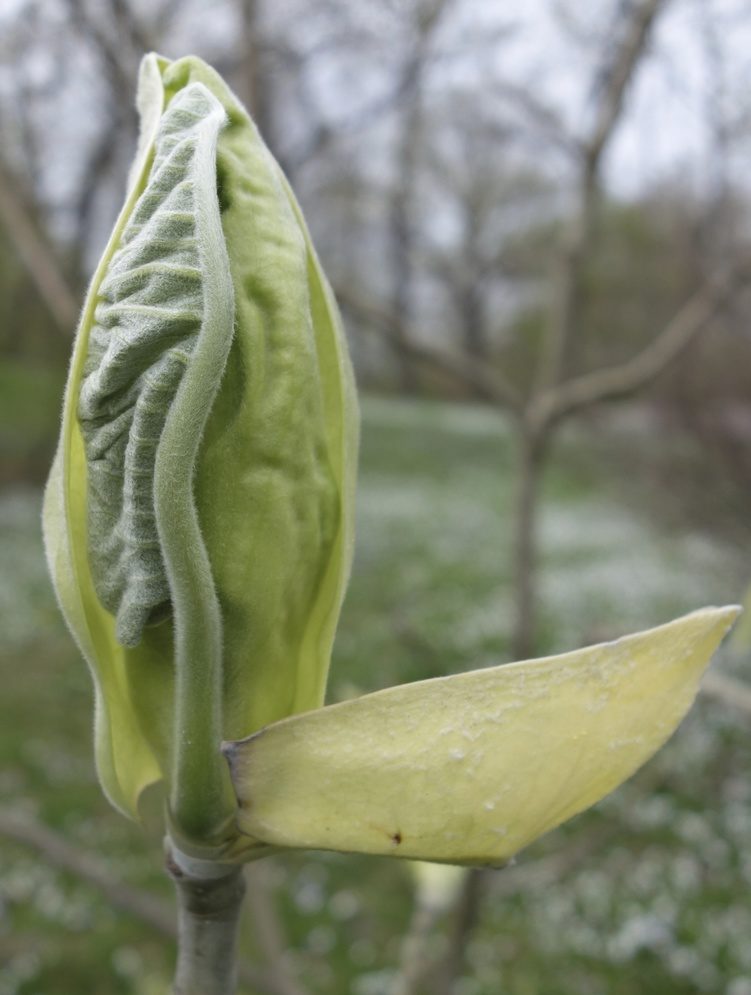 Breaking bud of Bigleaf magnolia (Magnolia macrophylla)