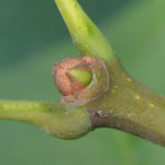 American Ash developing bud
