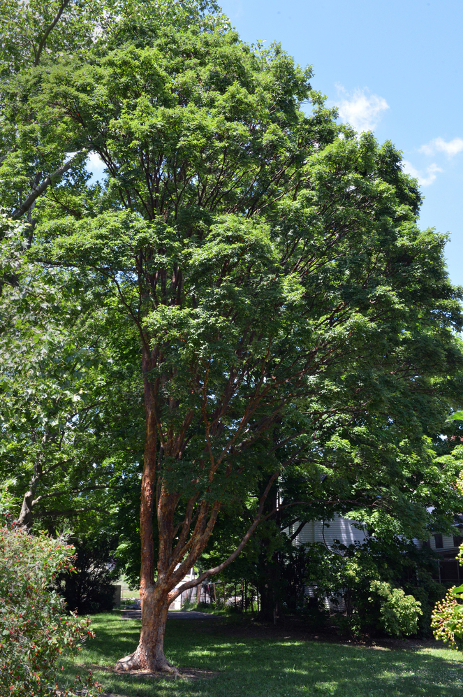 Profile of mature Acer griseum