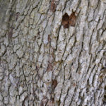 Bark of Pyrus pyrifolia