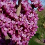 Open flowers of Cercis chinensis