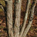 Multiple trunks and bark of Cercidiphyllum japonicum