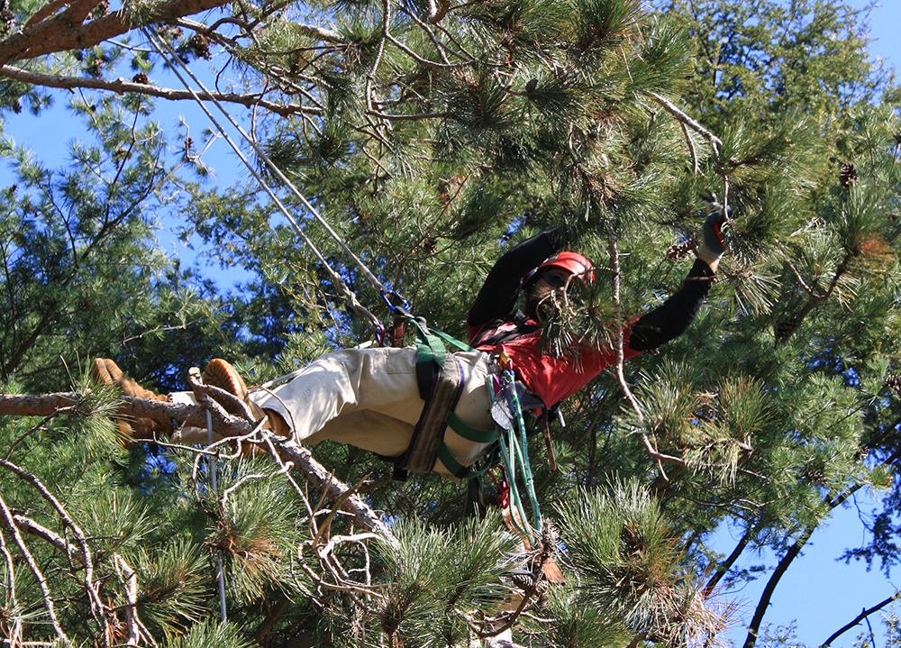 Hunnewell Interns - Arnold Arboretum