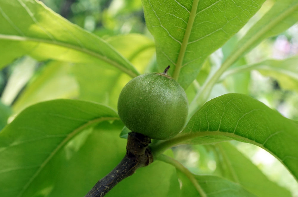 Developing fruit of Franklinia alatamaha