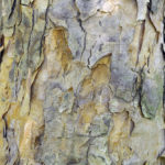 Corylus fargesii 3-98*A