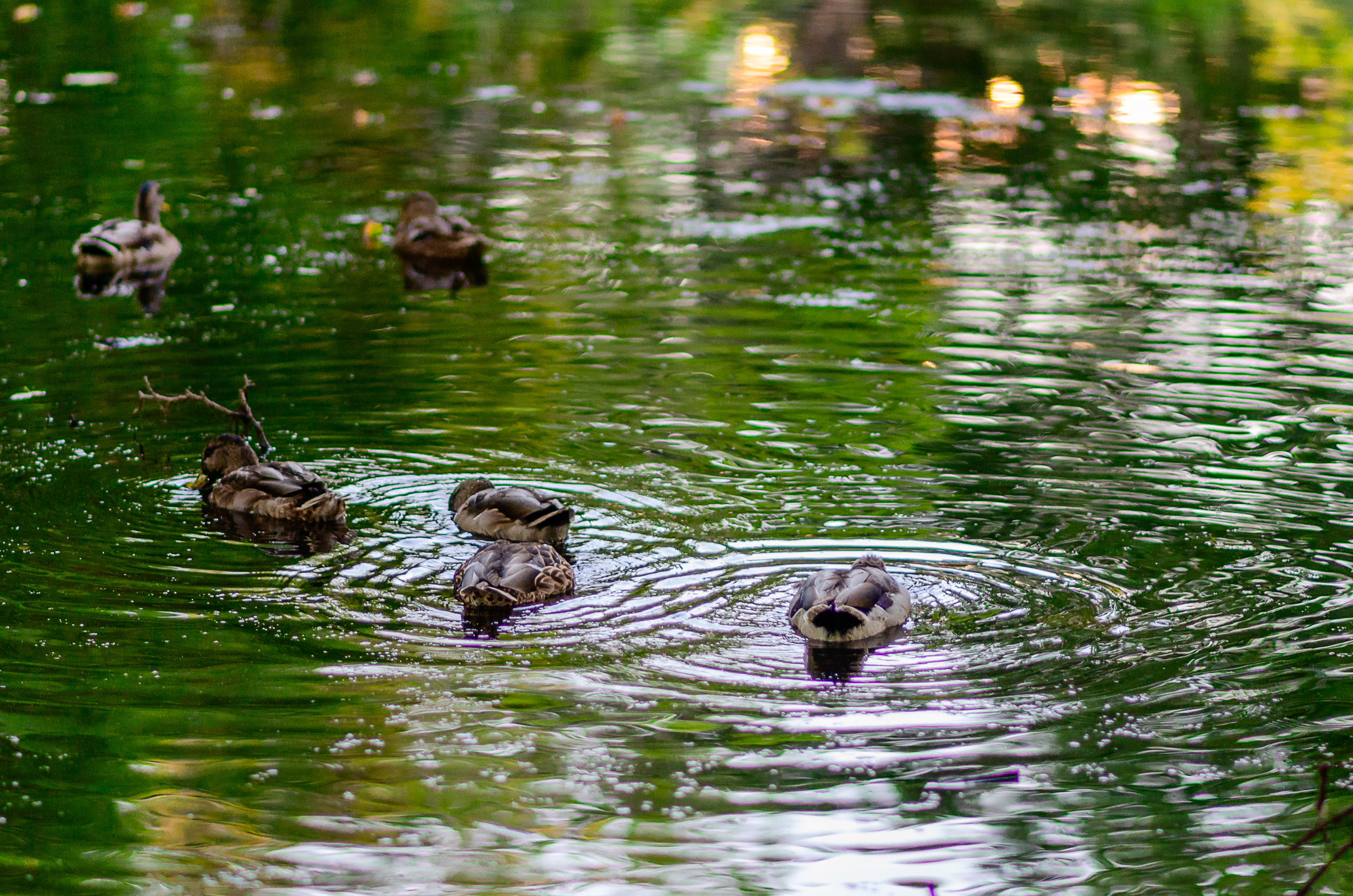 Ducks on a pond