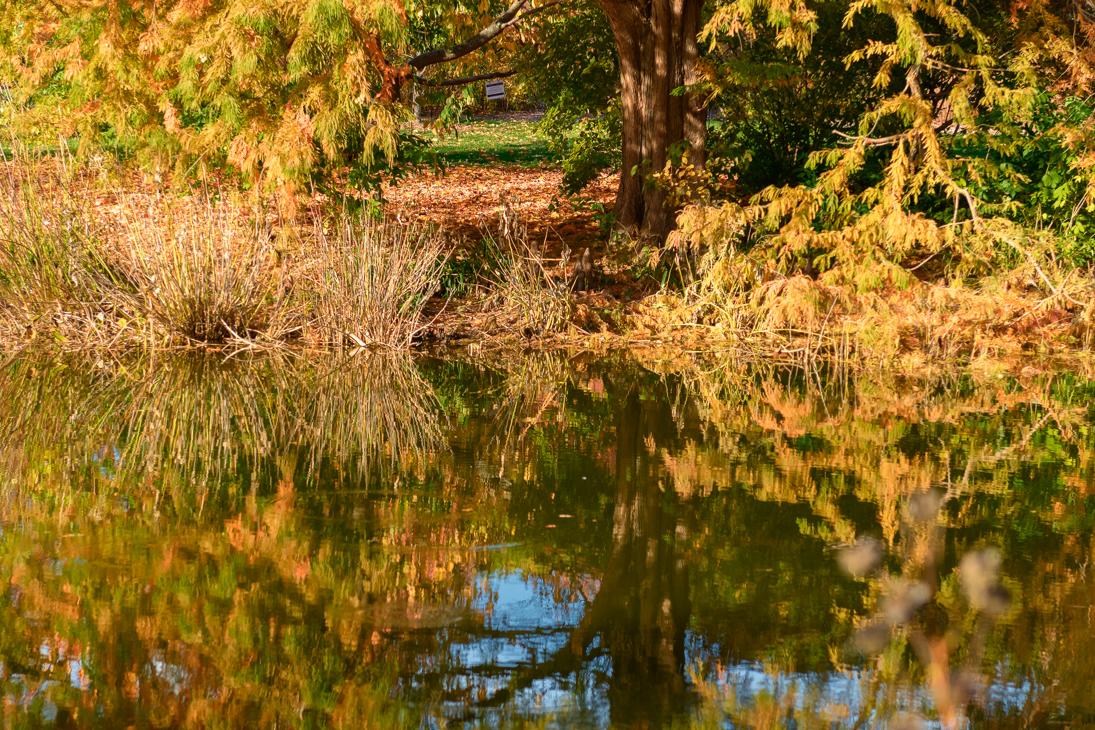 Pond reflections