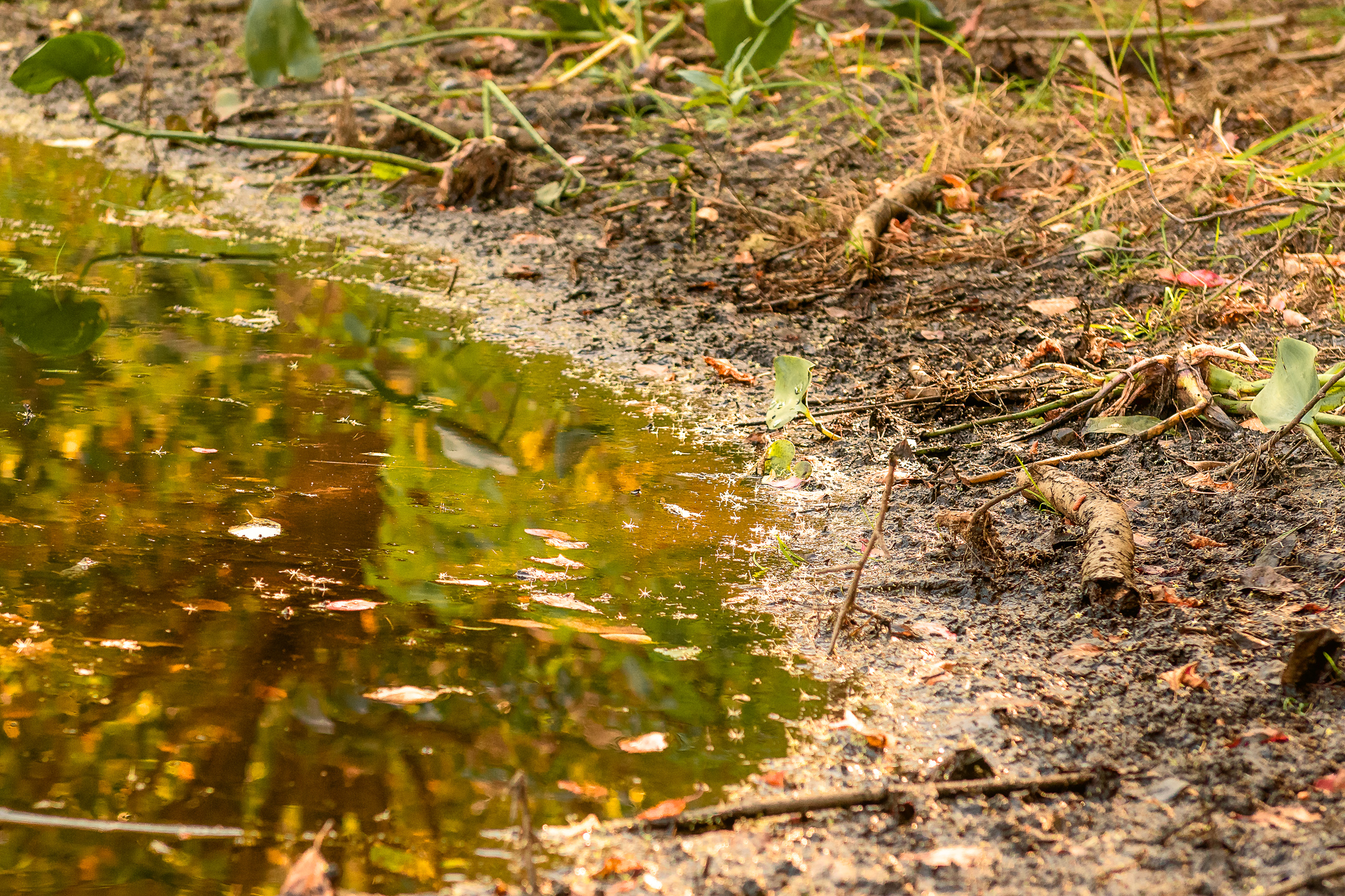 Edge of pond with leaves