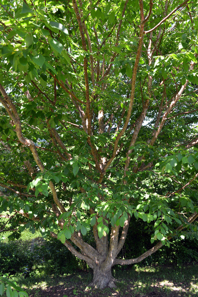 Corylus fargesii 3-98*A