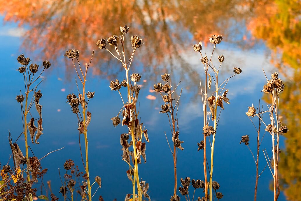 Old grasses in front of pond