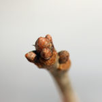 Dormant buds of Quercus alba
