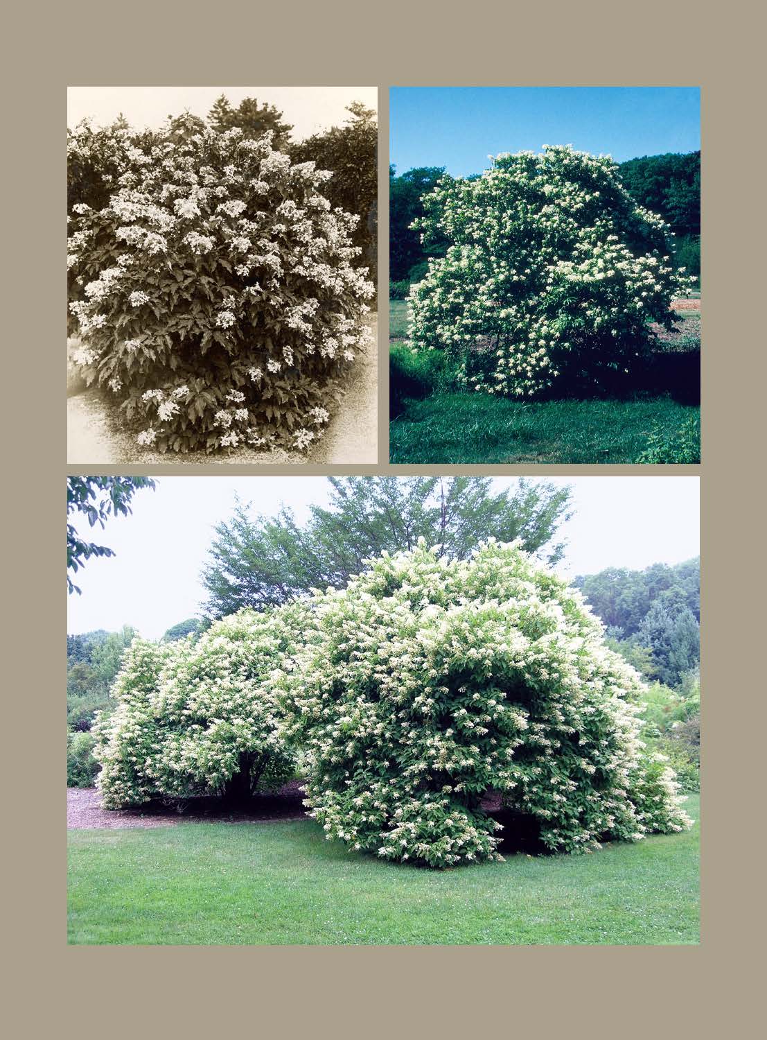 Three images showing the early blooms of the panicle hyrangea at the Arnold Arboretum