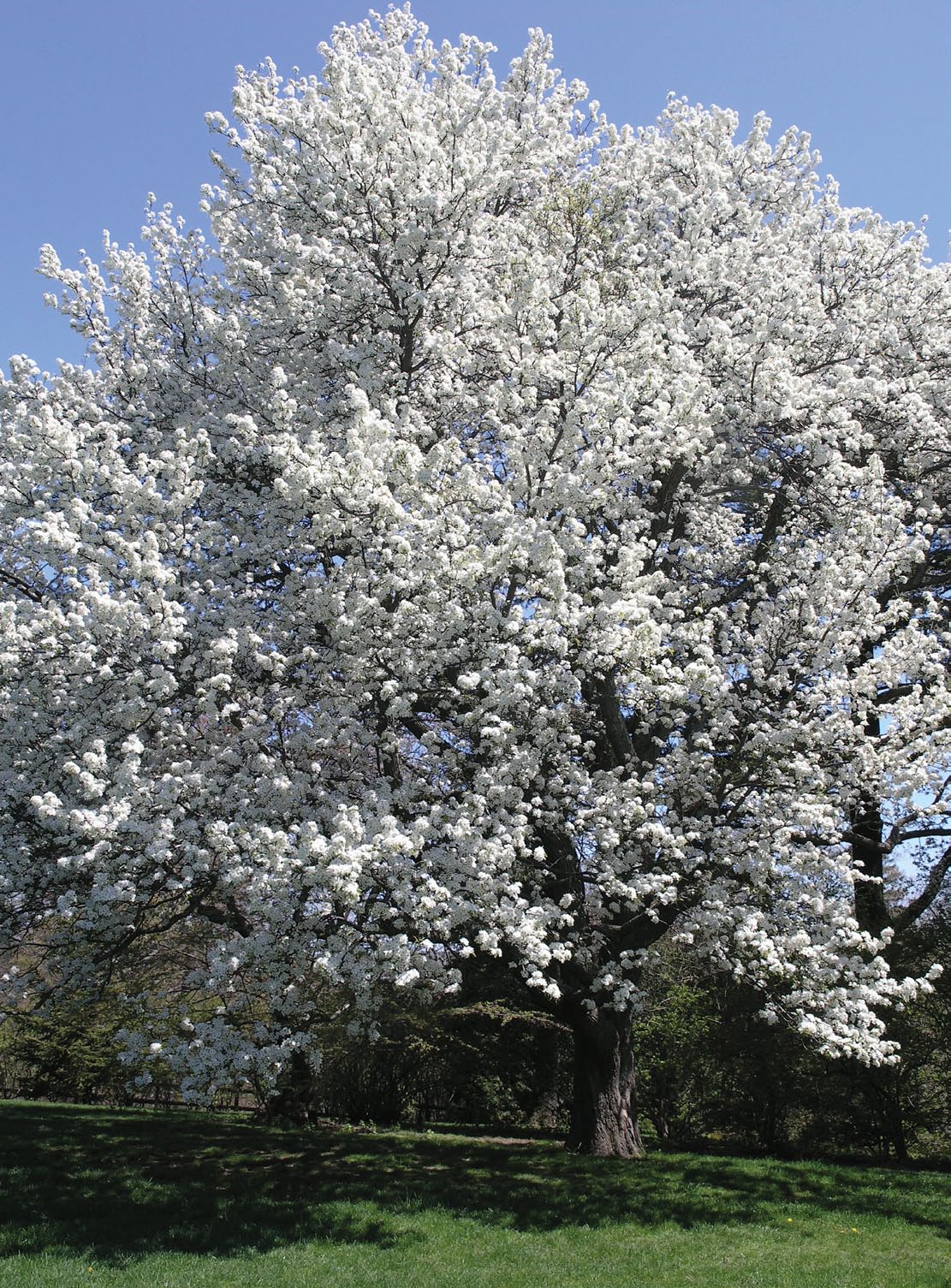 Sand pear in full flower at the Arnold Arboretum. White flowers.