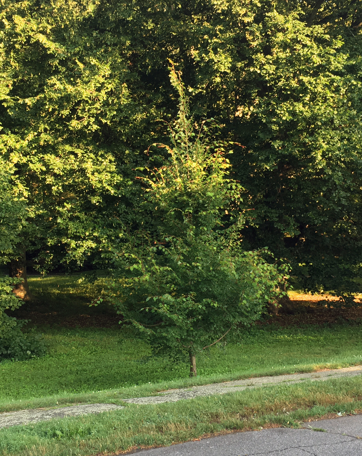 Young Mongolian linden in summer.