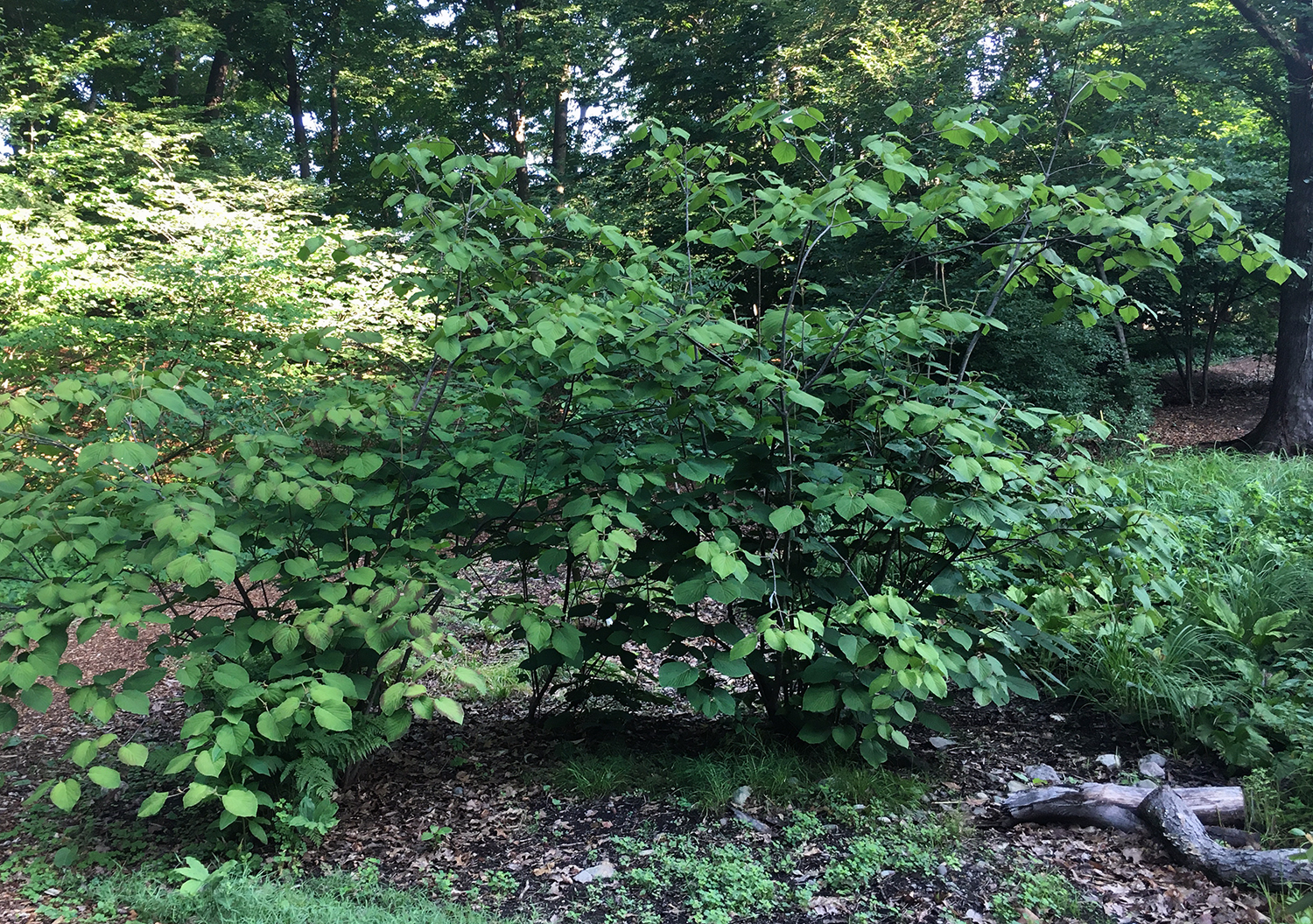Forked Viburnum with summer foliage.