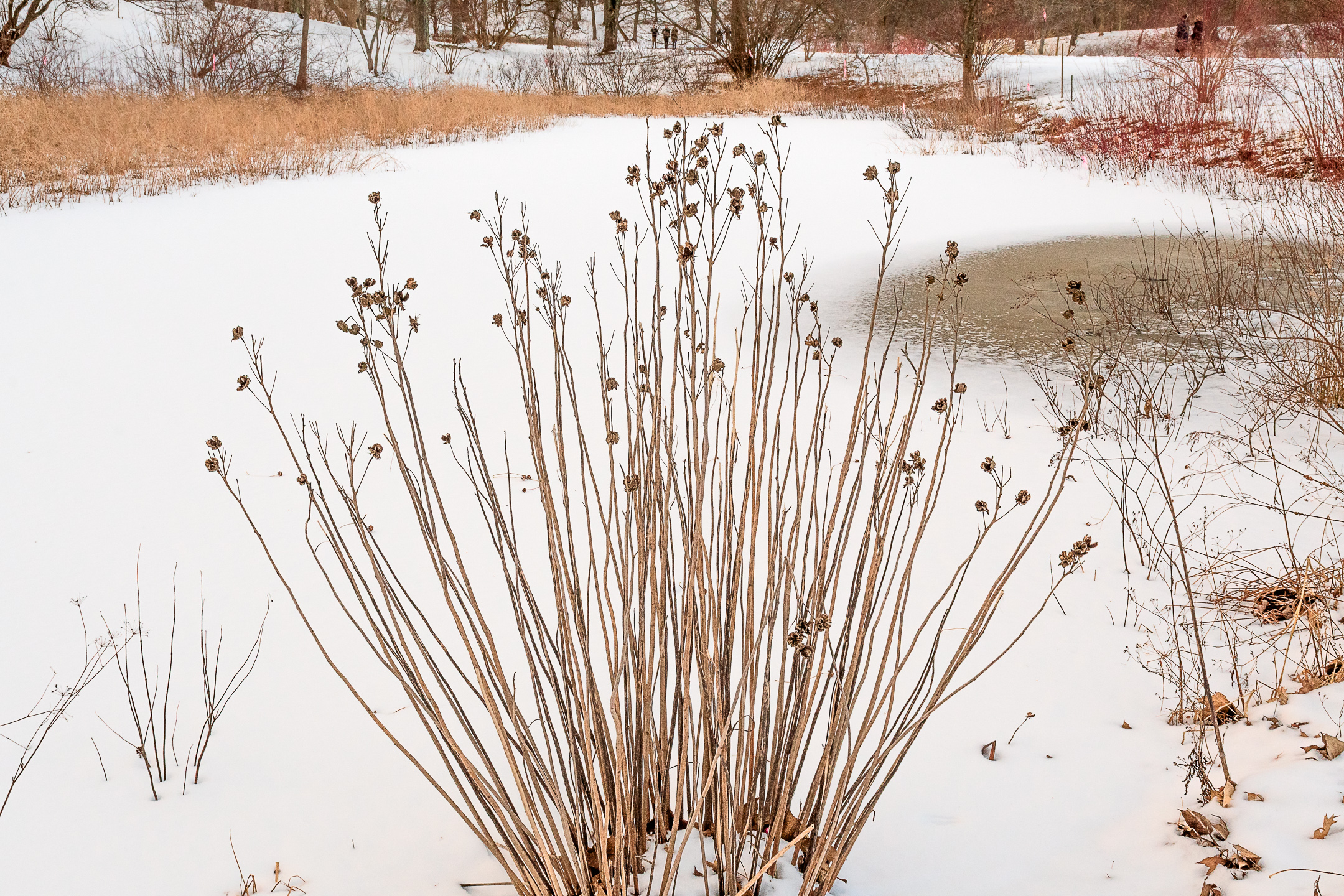 Plant stems in snow