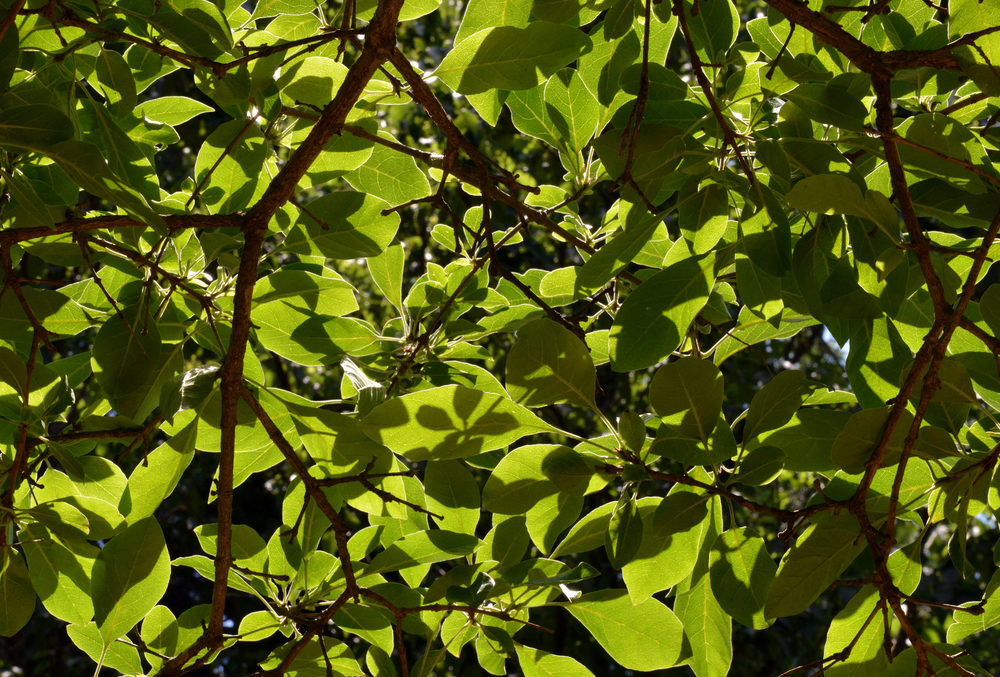 Canopy of Chionanthus retusus