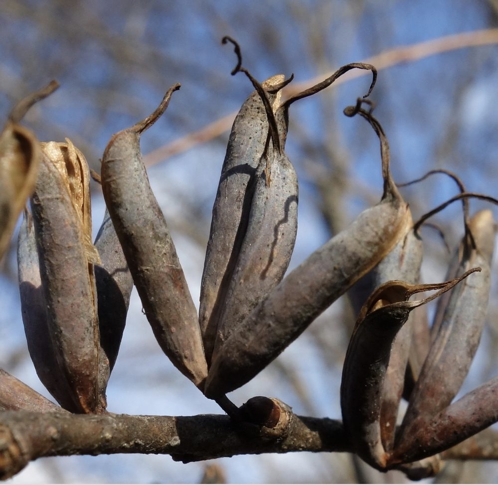 Seed pods of Cercidiphyllum japonicum