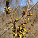 Breaking flower buds of Forsythia 'Meadowlark'