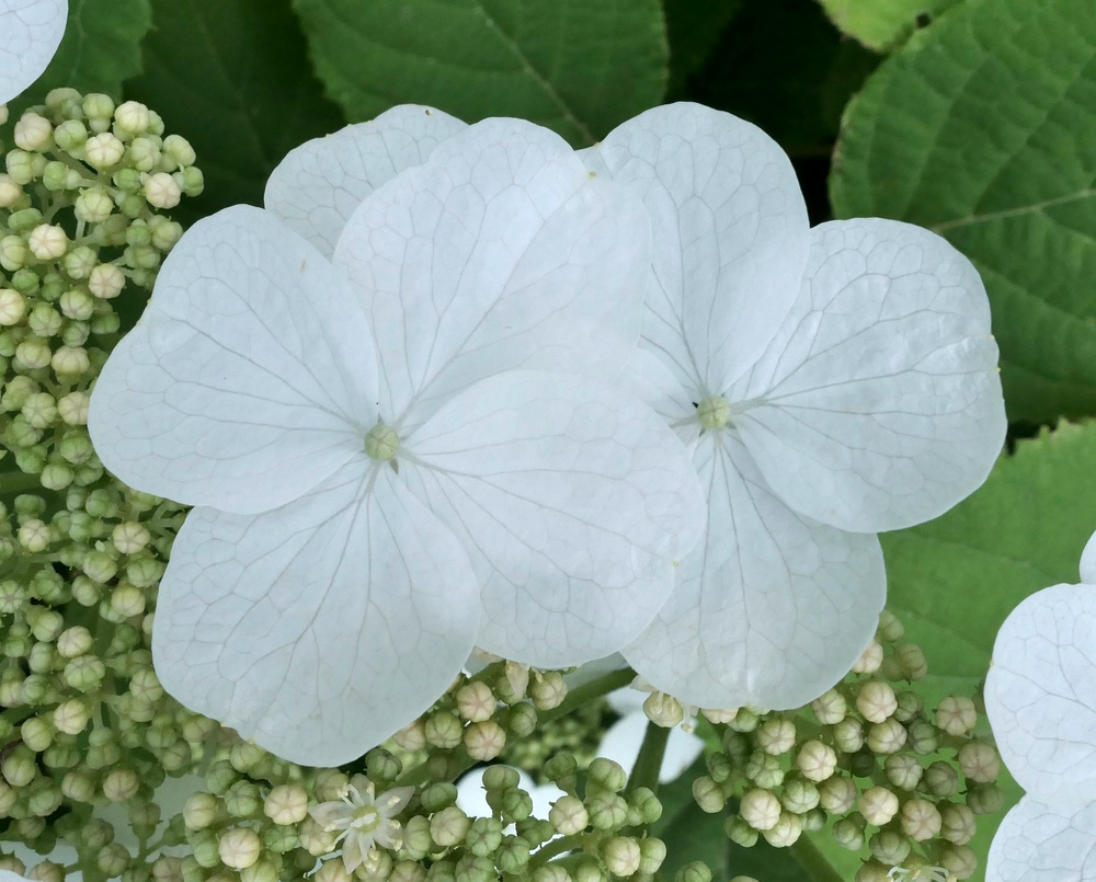 Hydrangea longipes white florets