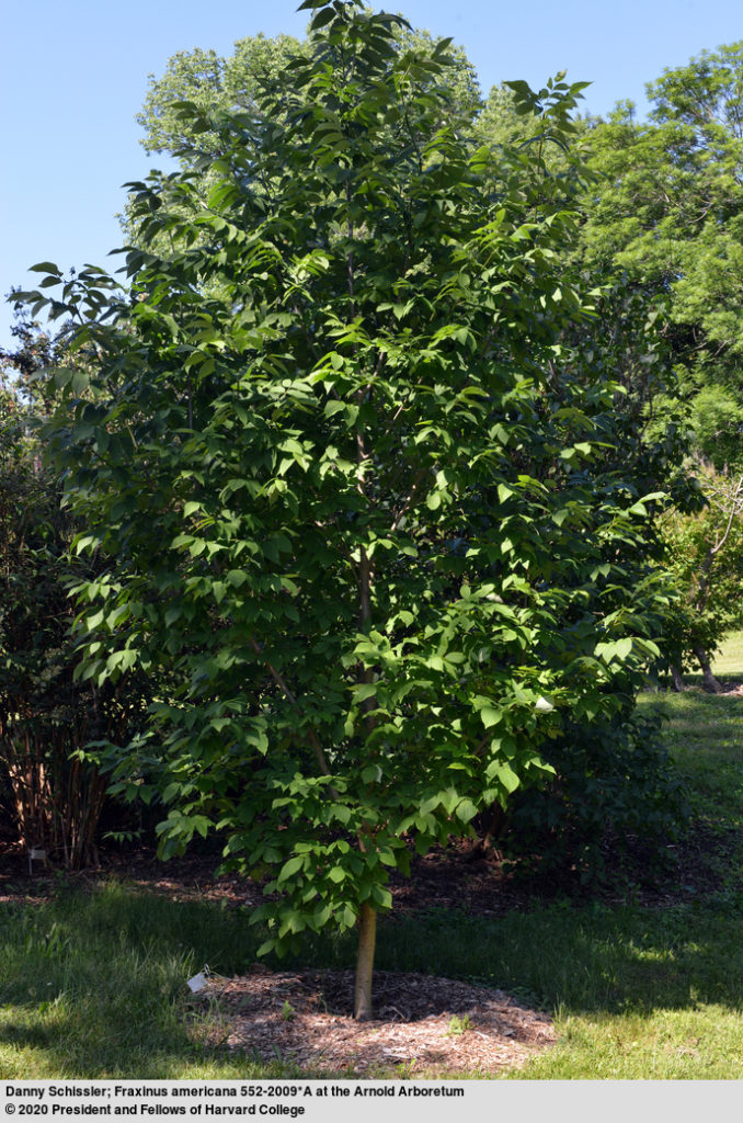 American Ash