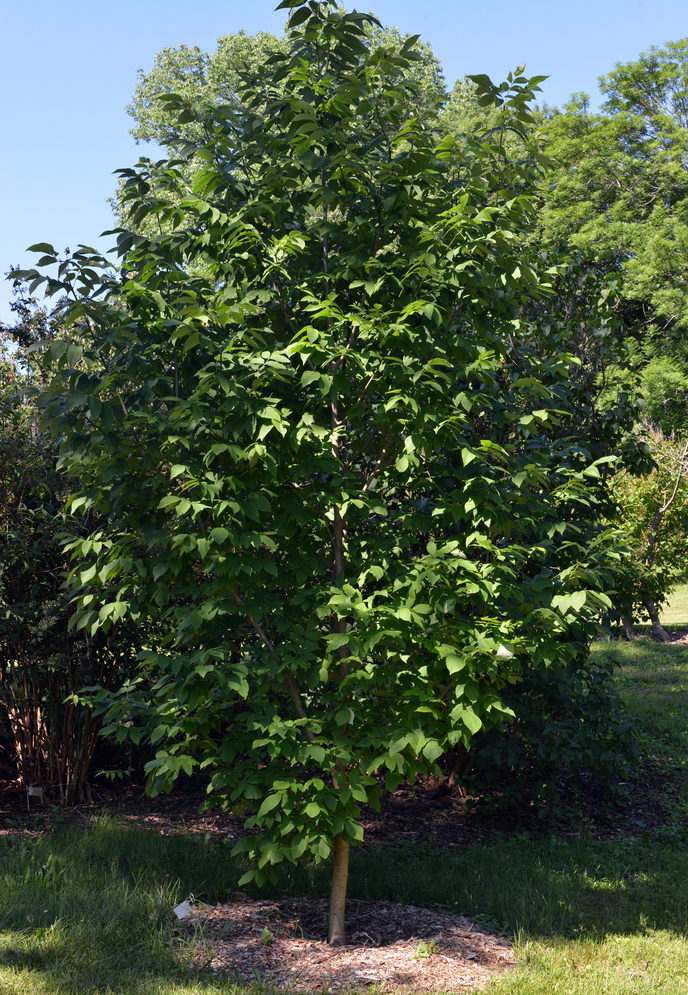 Young tree with summer foliage.