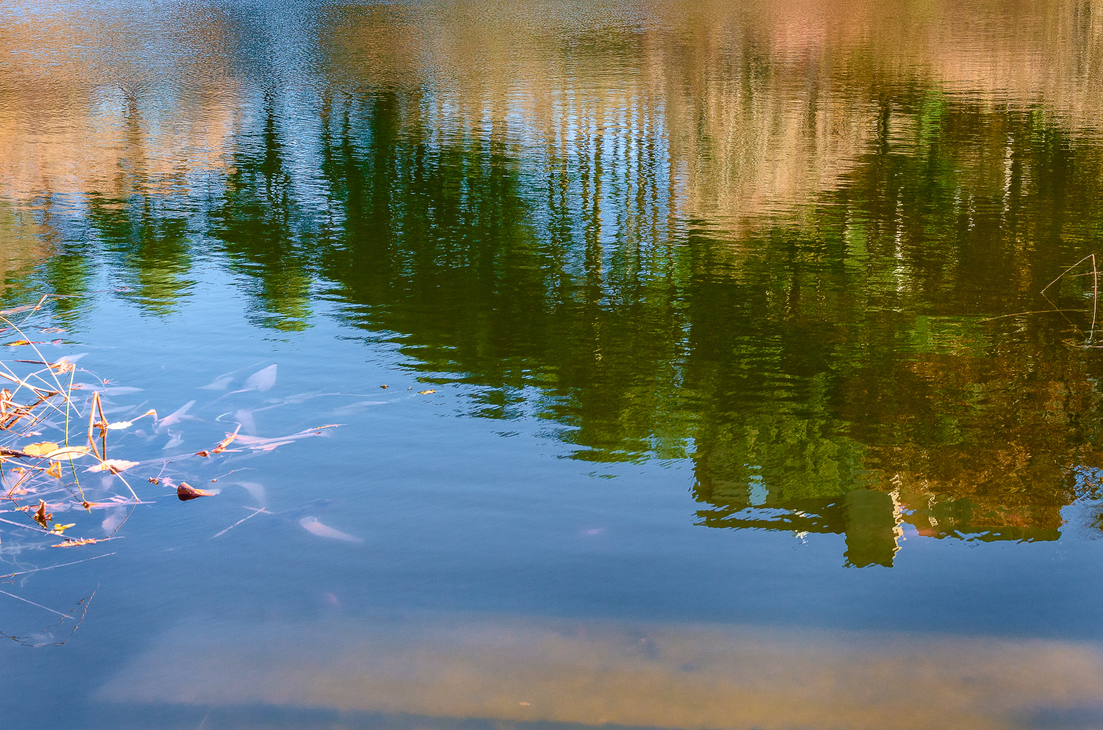 reflections in a pond