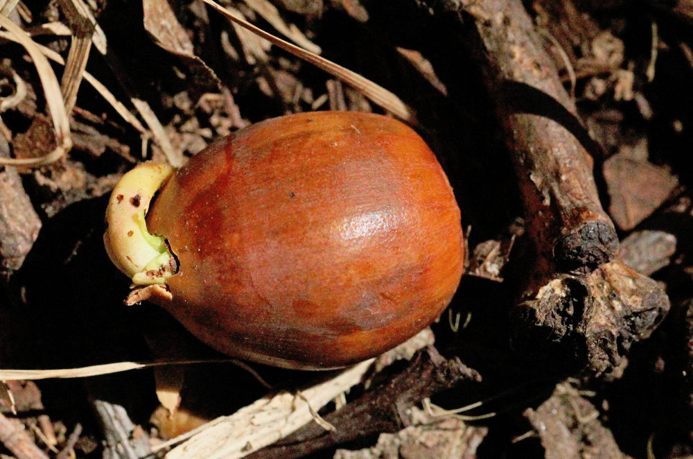 Germinating acorns of Quercus alba